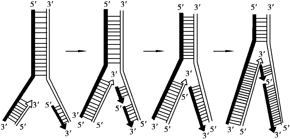 2.2 核酸的分子組成和結(jié)構(gòu)